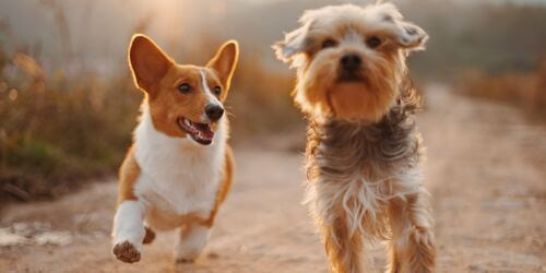 Hunde Krankenversicherung